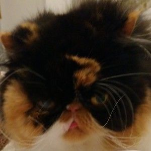 Meet your Posher, Jen-yin